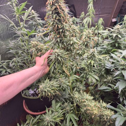 Black Domina 💃 growlog timeline photo