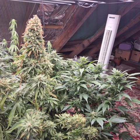 Black Domina 💃 growlog timeline photo