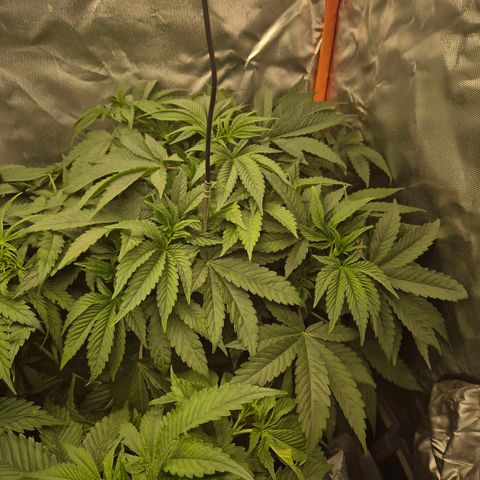 Biscotti (56-70bt) growlog timeline photo