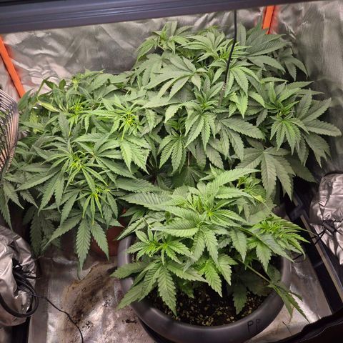 Biscotti (56-70bt) growlog timeline photo