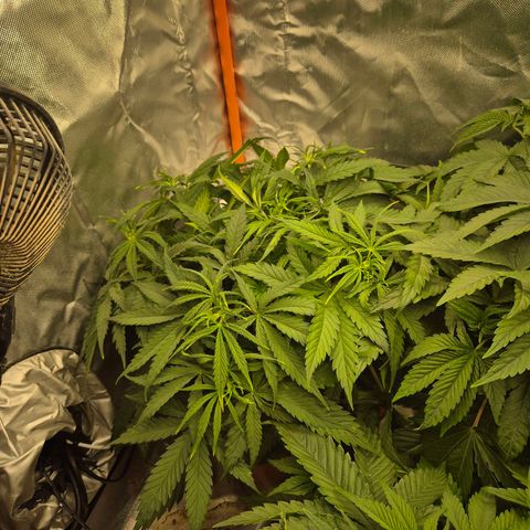 Afghani #1 (45-50bt) growlog timeline photo