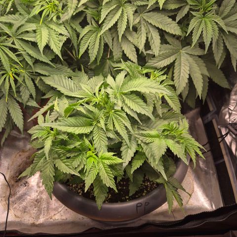 WTF- Königin Mimosa evo 👑👑👑 (65-70bt) growlog timeline photo