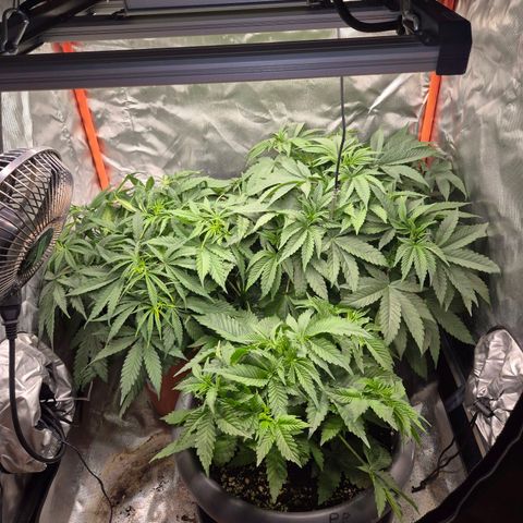 WTF- Königin Mimosa evo 👑👑👑 (65-70bt) growlog timeline photo