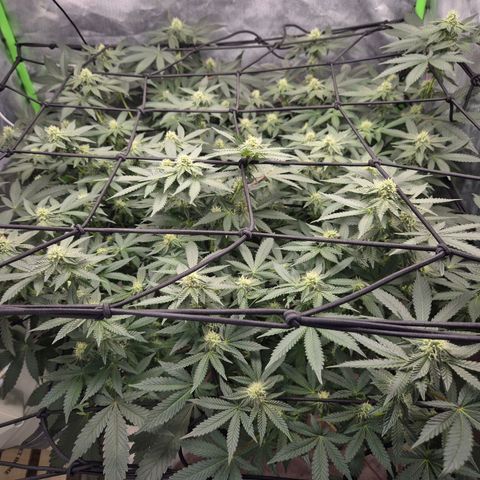 Apple crumble Ben growlog timeline photo