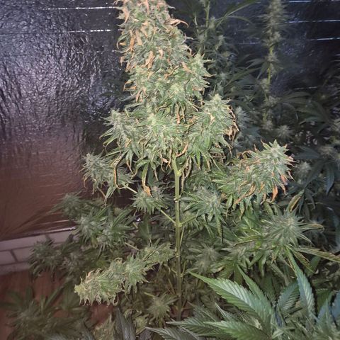 Black Domina 💃 growlog timeline photo