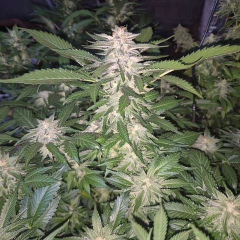 Moby 🍆  growlog timeline photo