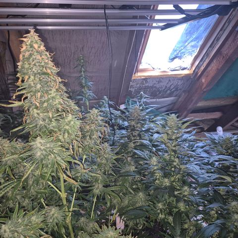 Black Domina 💃 growlog timeline photo