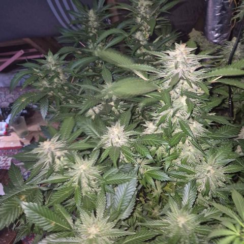 Moby 🍆  growlog timeline photo