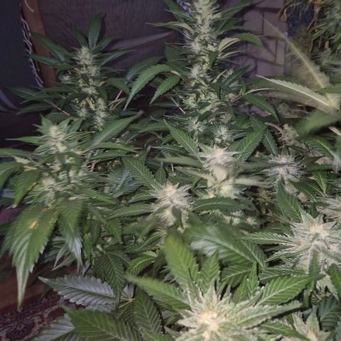 Moby 🍆  growlog timeline photo