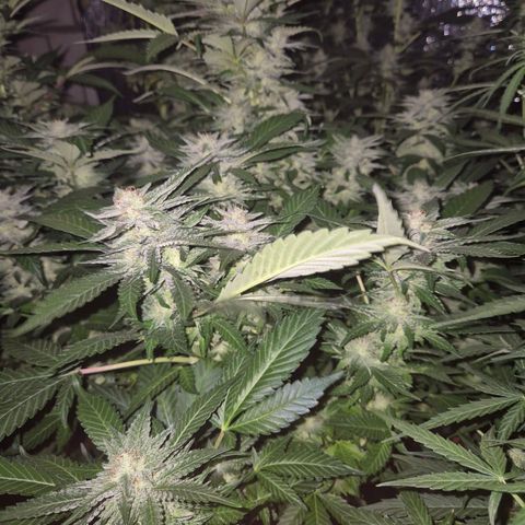 Moby 🍆  growlog timeline photo