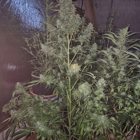Black Domina 💃 growlog timeline photo
