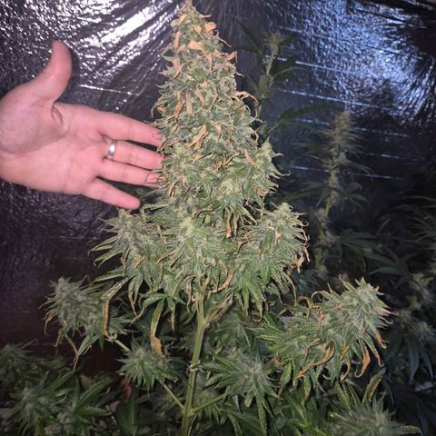 Black Domina 💃 growlog timeline photo