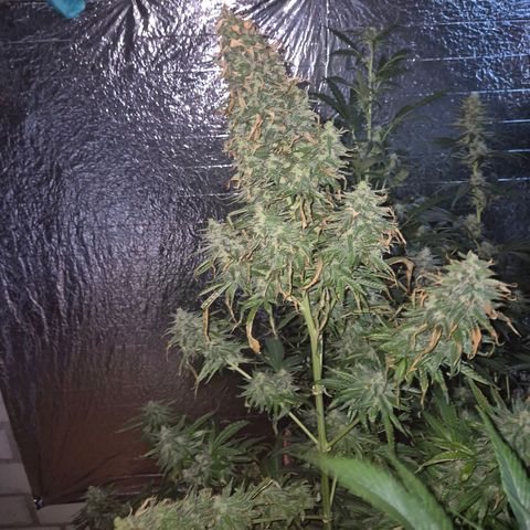 Black Domina 💃 growlog timeline photo