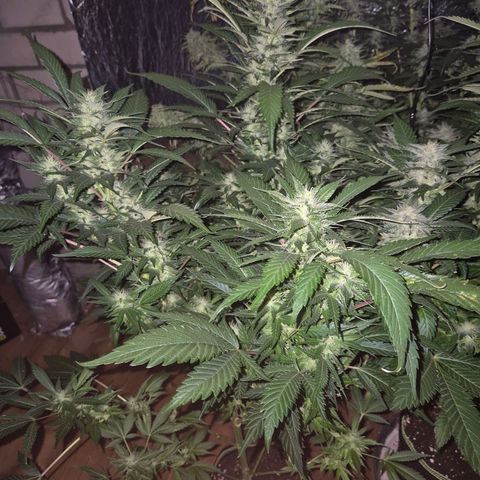 Moby 🍆  growlog timeline photo