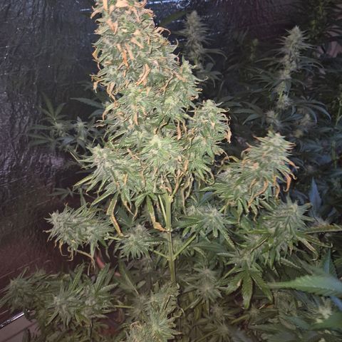 Black Domina 💃 growlog timeline photo