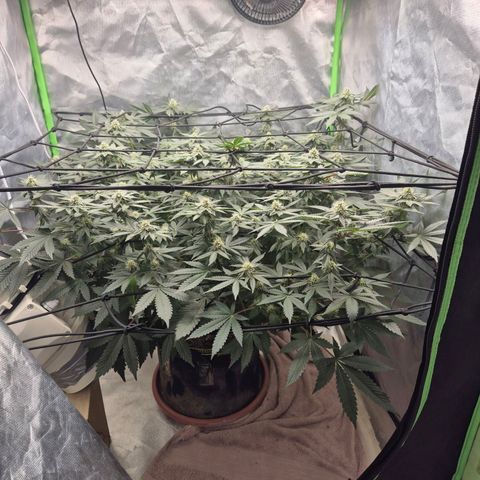 Apple crumble Ben growlog timeline photo