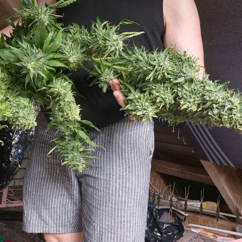 Black Domina 💃 growlog timeline photo