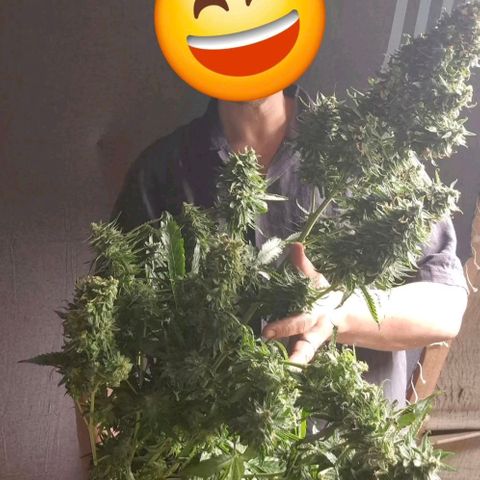 Black Domina 💃 growlog timeline photo