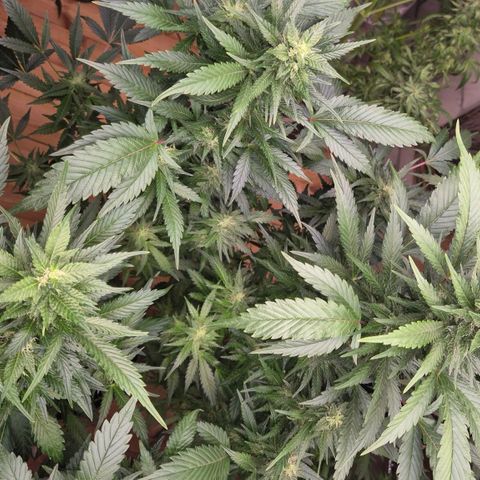 Moby 🍆  growlog timeline photo