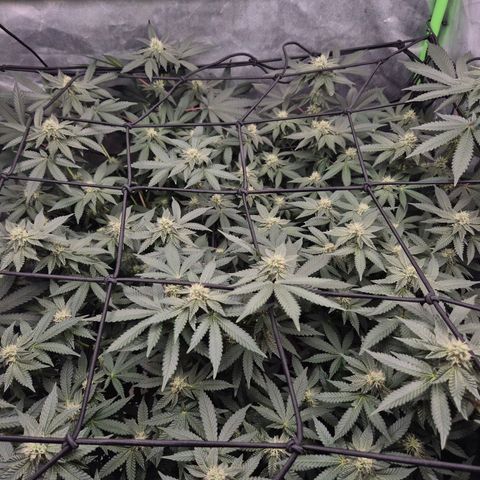 Apple crumble Ben growlog timeline photo
