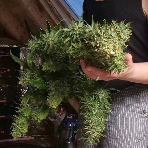 Black Domina 💃 growlog timeline photo