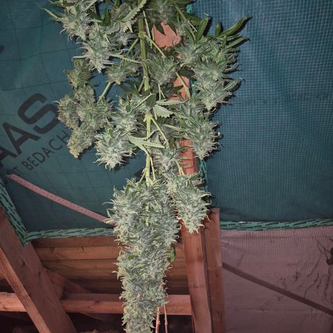 Black Domina 💃 growlog timeline photo