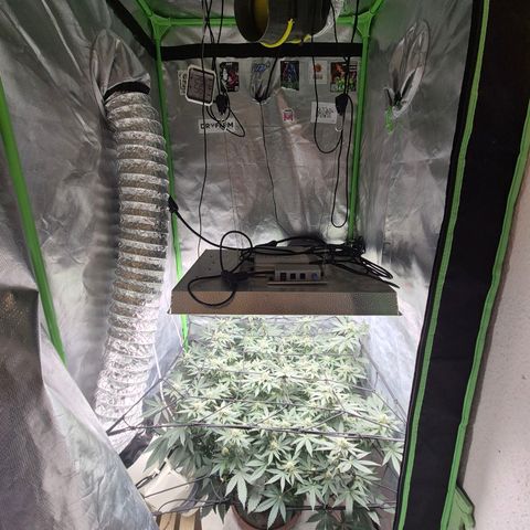Apple crumble Ben growlog timeline photo