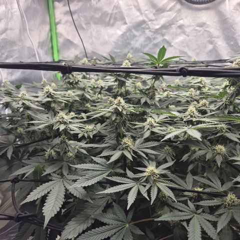 Apple crumble Ben growlog timeline photo