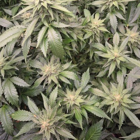 Moby 🍆  growlog timeline photo