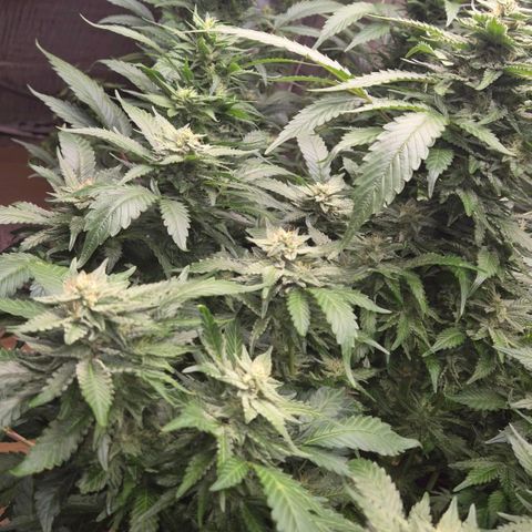 Moby 🍆  growlog timeline photo