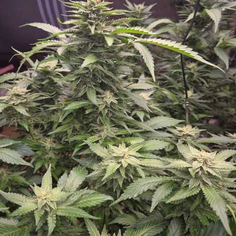 Moby 🍆  growlog timeline photo