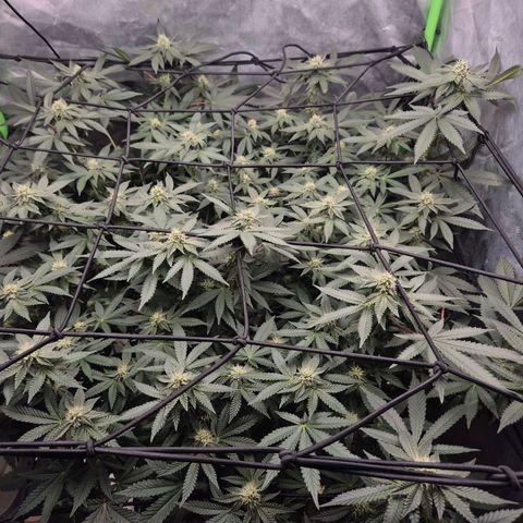 Apple crumble Ben growlog timeline photo
