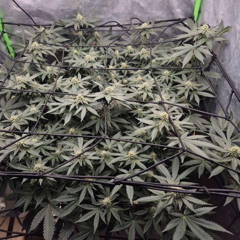 Apple crumble Ben growlog timeline photo