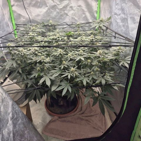 Apple crumble Ben growlog timeline photo