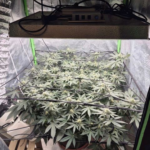 Apple crumble Ben growlog timeline photo