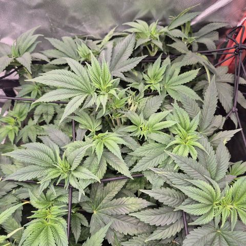 Biscotti (56-70bt) growlog timeline photo