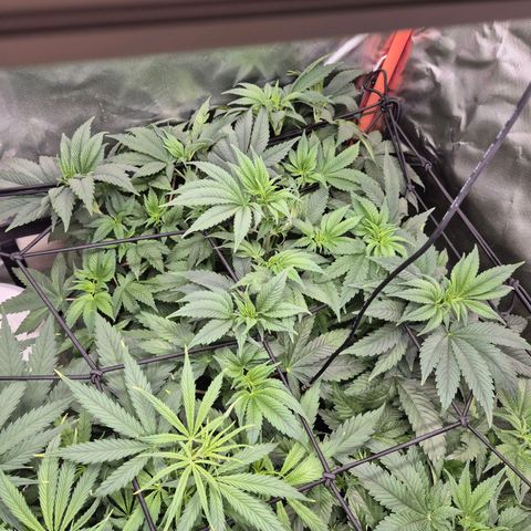 Biscotti (56-70bt) growlog timeline photo