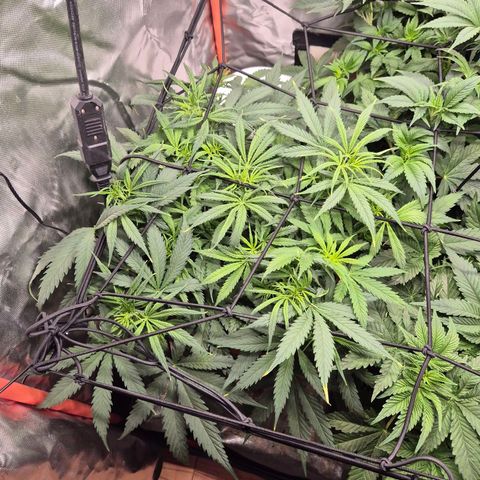 Afghani #1 (45-50bt) growlog timeline photo