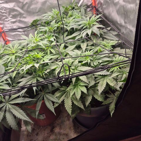 WTF- Königin Mimosa evo 👑👑👑 (65-70bt) growlog timeline photo