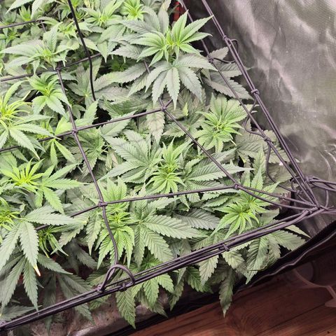 WTF- Königin Mimosa evo 👑👑👑 (65-70bt) growlog timeline photo