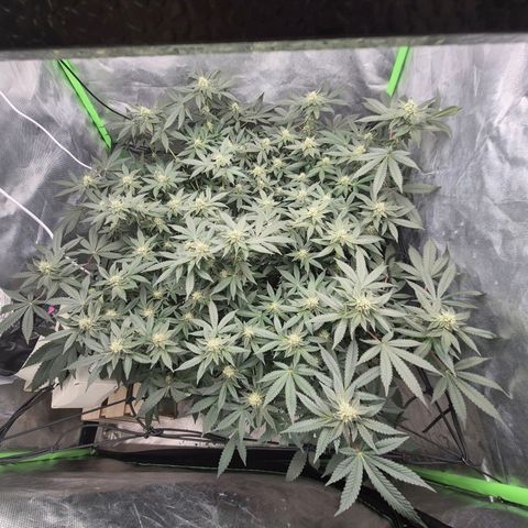 Apple crumble Ben growlog timeline photo