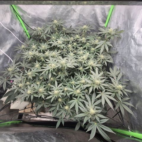 Apple crumble Ben growlog timeline photo