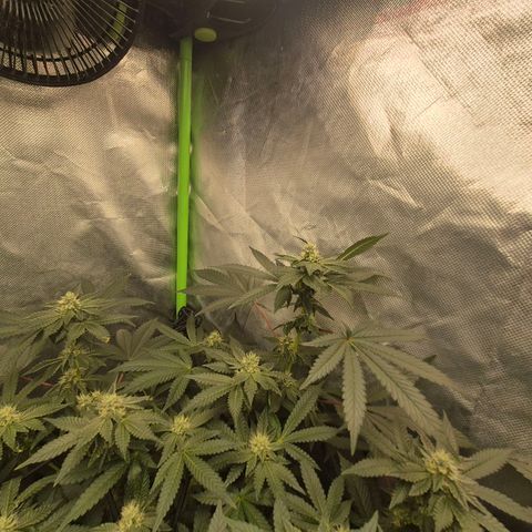 Apple crumble Ben growlog timeline photo