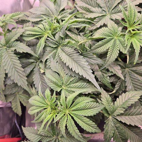 WTF- Königin Mimosa evo 👑👑👑 (65-70bt) growlog timeline photo