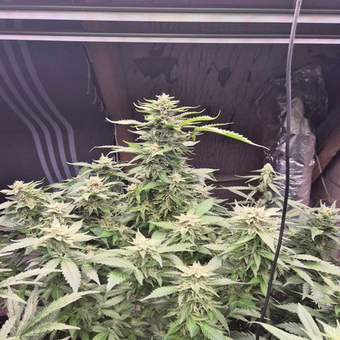 Moby 🍆  growlog timeline photo