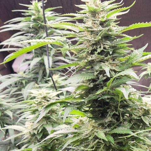 Moby 🍆  growlog timeline photo