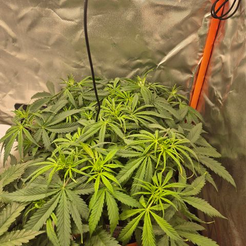 Afghani #1 (45-50bt) growlog timeline photo