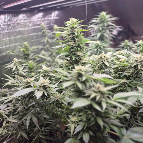 Moby 🍆  growlog timeline photo