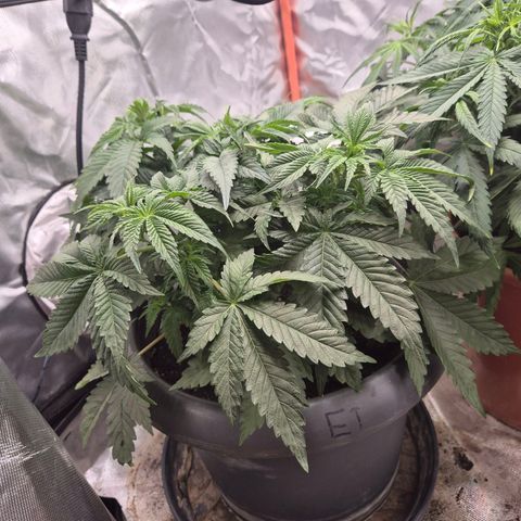 WTF- Königin Mimosa evo 👑👑👑 (65-70bt) growlog timeline photo
