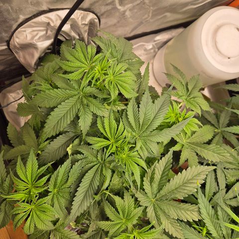 WTF- Königin Mimosa evo 👑👑👑 (65-70bt) growlog timeline photo